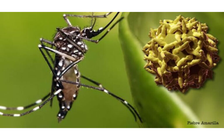 Ministerio de Salud fortalece vigilancia epidemiológica contra fiebre amarilla en Nicaragua