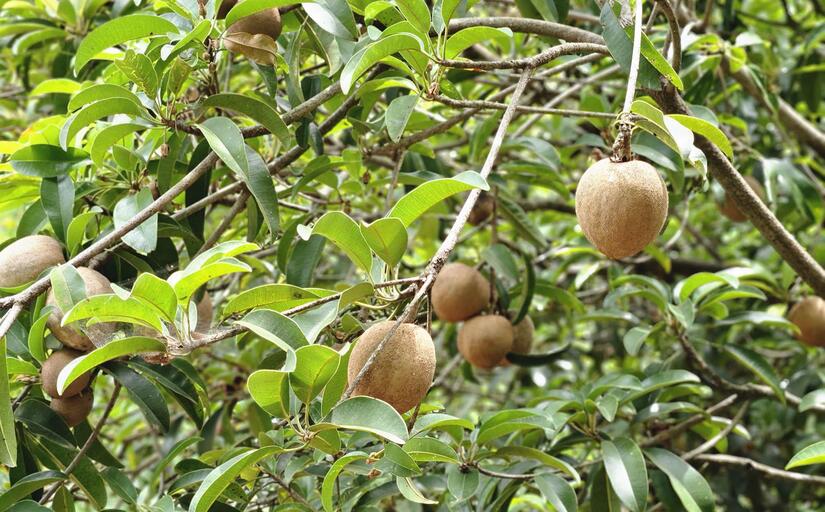 Productores de Masaya conocen nueva variedad de níspero