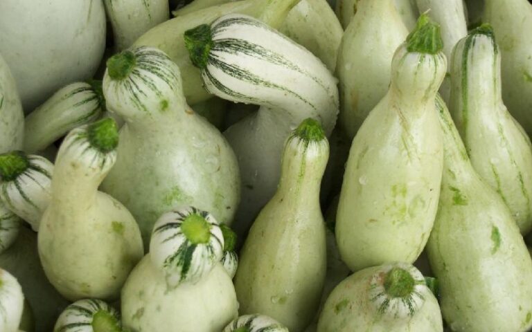 Producción de pipián alcanza más de 135 mil unidades entre enero y febrero del 2015, informa el MAG