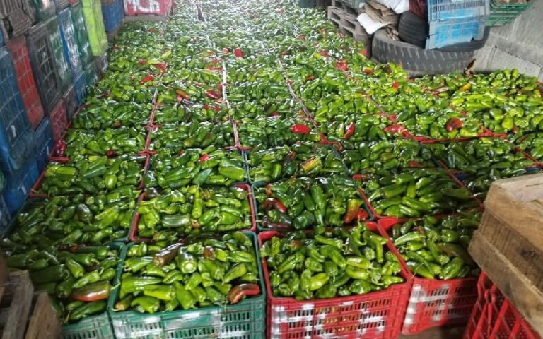 Cosecha de chiltoma alcanza los 30 mil 333 quintales en abril del 2025