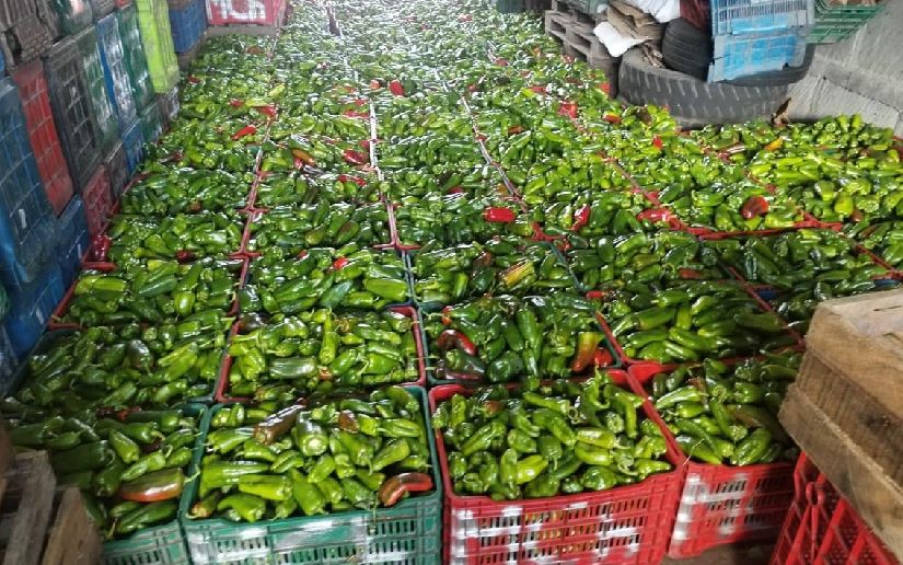 Cosecha de chiltoma alcanza los 30 mil 333 quintales