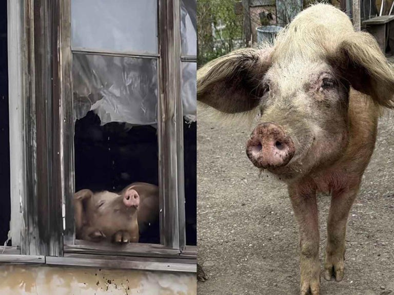 Cerdita se salva del matadero al hacerse viral