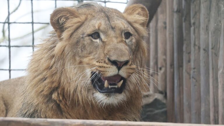 Compra un león solo para que lo devore