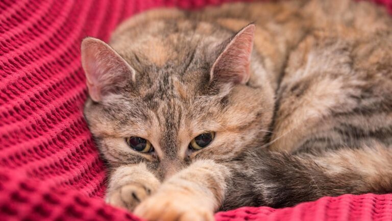 ¿Eres alérgico a los gatos?