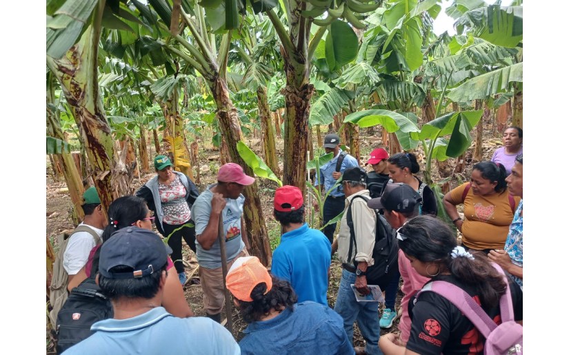 Escuela de Plátano fortalece capacidades de más de 500 productores en manejo agronómico