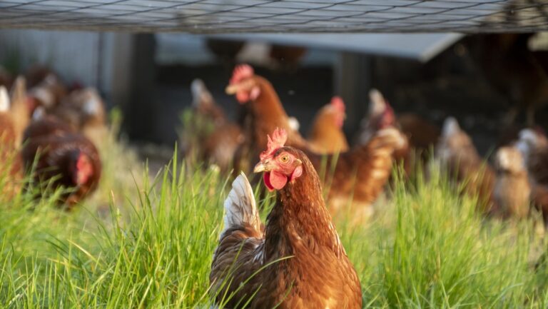 Brasil confirma el primer caso de gripe aviar