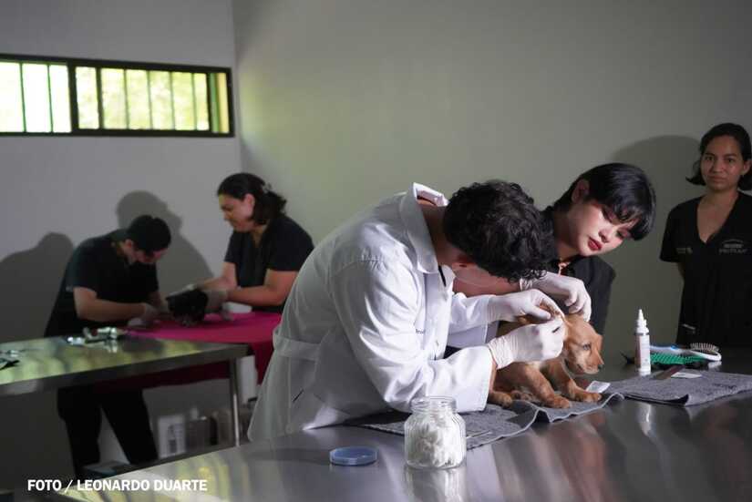 Hospital Veterinario atiende diariamente a 100 mascotas