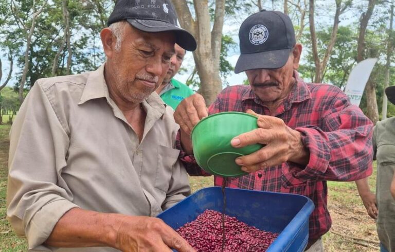 Inta presenta técnicas que mejoran la disponibilidad de nutrientes en el suelo para el cultivo de frijol