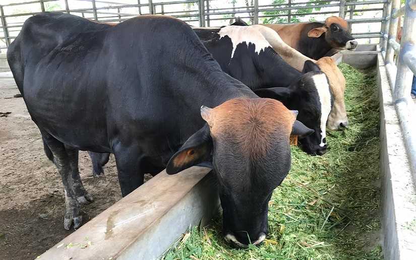 IPSA: Tranzabilidad bovina, vanguardia regional en tecnología de la información