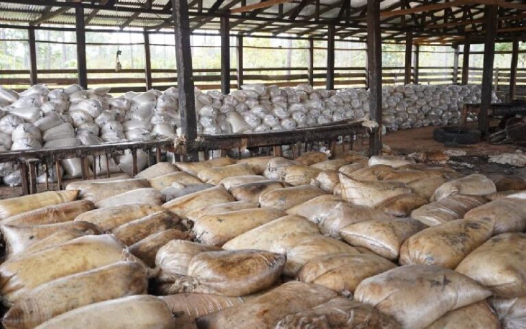 Empresa resinera Export S.A.: Impulsando el desarrollo y la conservación en el Caribe Norte