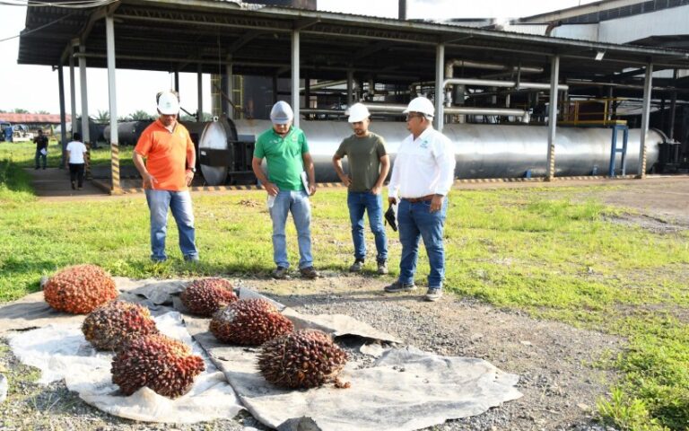 Empresa de palma africana genera 20 mil toneladas de aceite al año con sostenibilidad en Río San Juan
