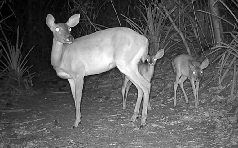Monitoreo de biodiversidad en Volcán Masaya: Cámaras trampa captan 15 especies de fauna silvestre