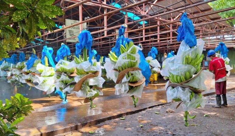 Ministerio Agropecuario reporta producción de banano de 1.5 millones de cajas de 42 libras