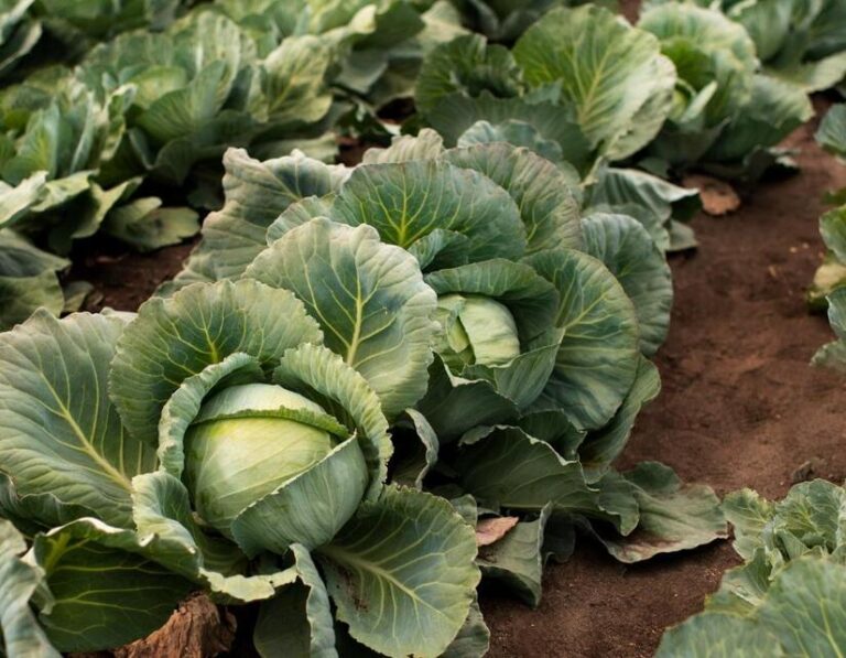 Familias productoras de Nicaragua proyectan cosechar 2.1 millones de repollos en mayo