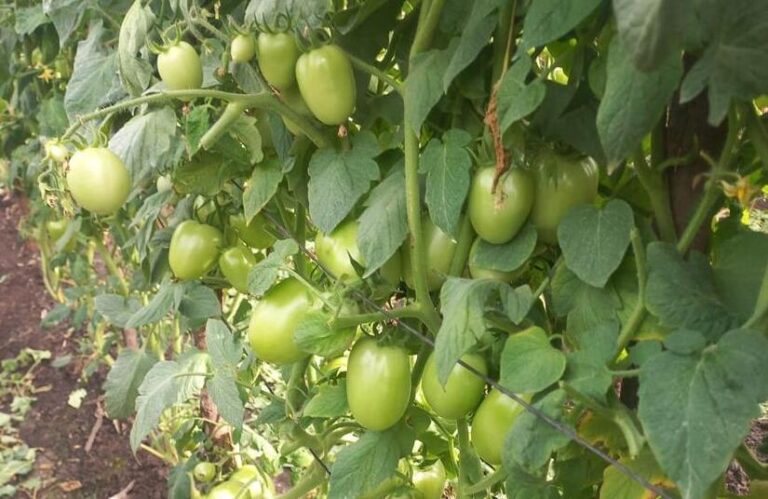 Producción de tomate en el mes de mayo será superior a los 92 mil quintales