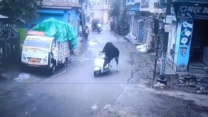 Toro se roba una motocicleta