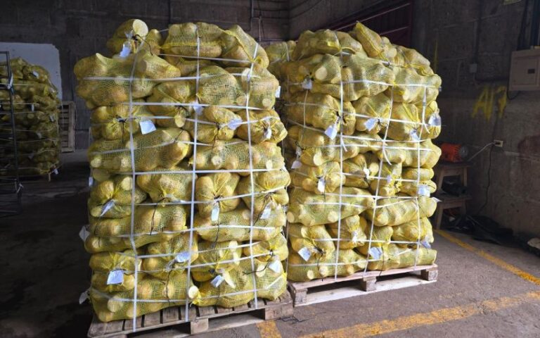 Vigilancia fitosanitaria garantiza calidad de Tubérculos exportados por Nicaragua