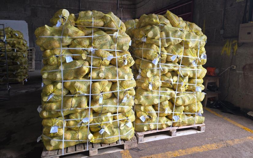 Vigilancia fitosanitaria garantiza calidad de Tubérculos exportados por Nicaragua