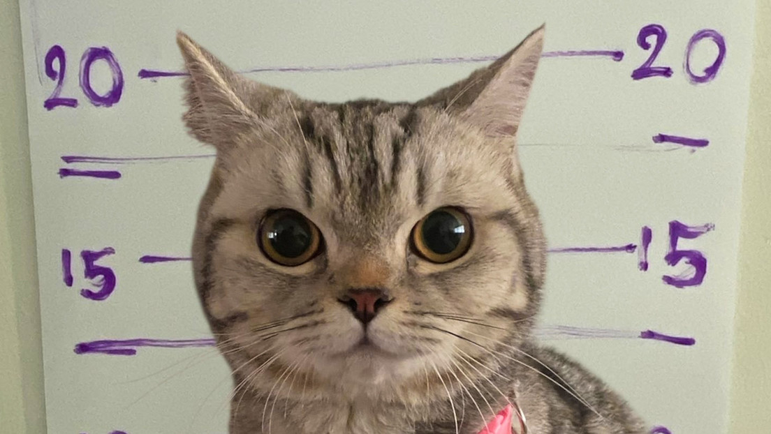 Arrestan a gata por atacar a policías en Tailandia