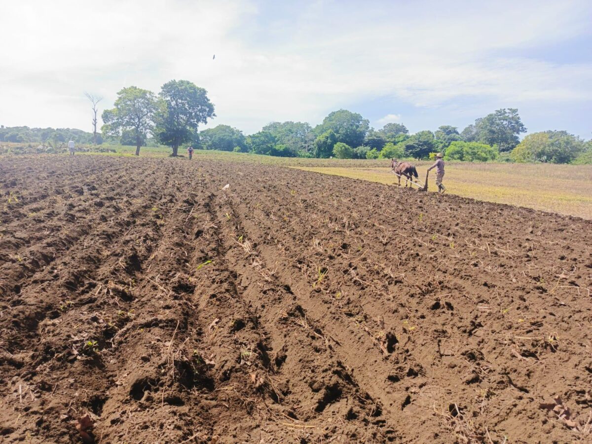 proyectan sembrar 274 mil manzanas de maíz 2