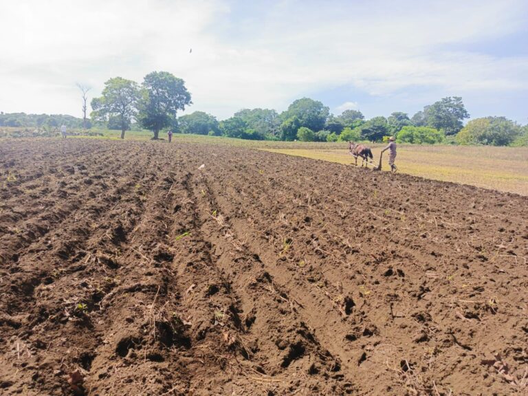 Más de 180 mil familias nicaragüenses proyectan sembrar 274 mil manzanas de maíz en ciclo agrícola 2025–2026