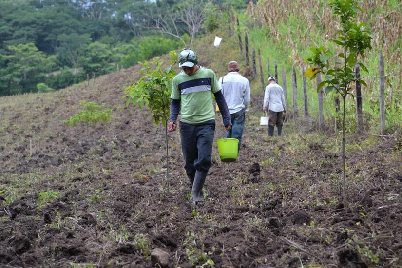 proyectan sembrar más de 142 mil manzanas de frijol rojo 2
