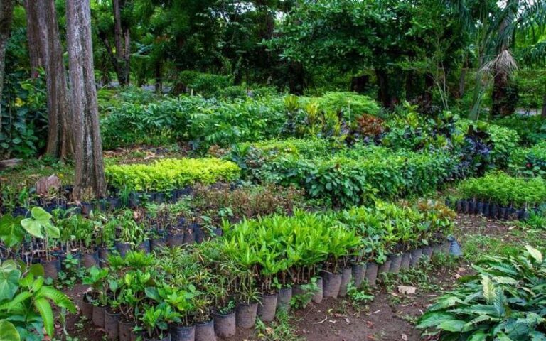 Proyecciones de los Viveros Municipales “Verde que te Quiero Verde”