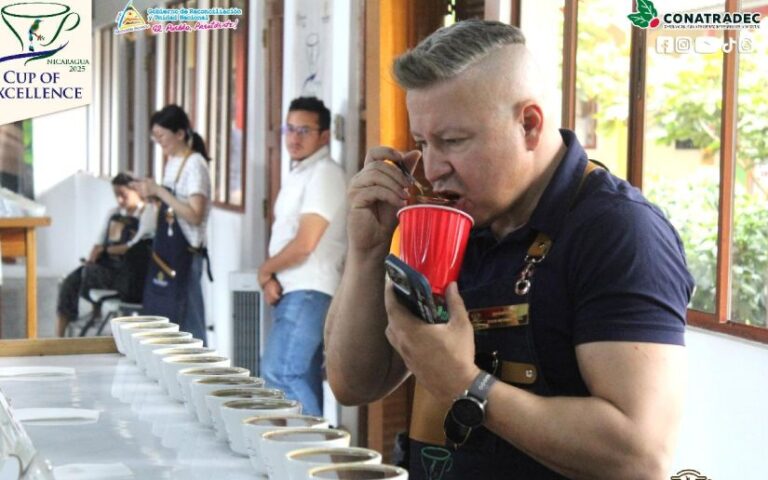 ¡Histórico! Siete cafés nicaragüenses alcanzan categoría presidencial en la Taza de Excelencia 2025