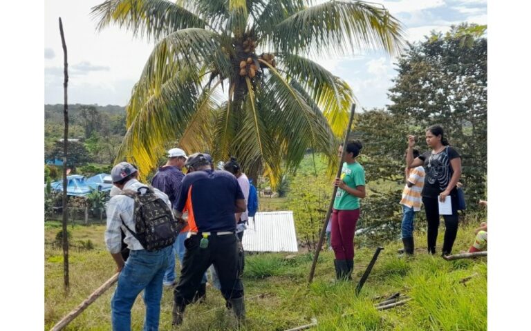 Nicaragua acopia más de 480 mil Cocos en los primeros 5 meses del 2025