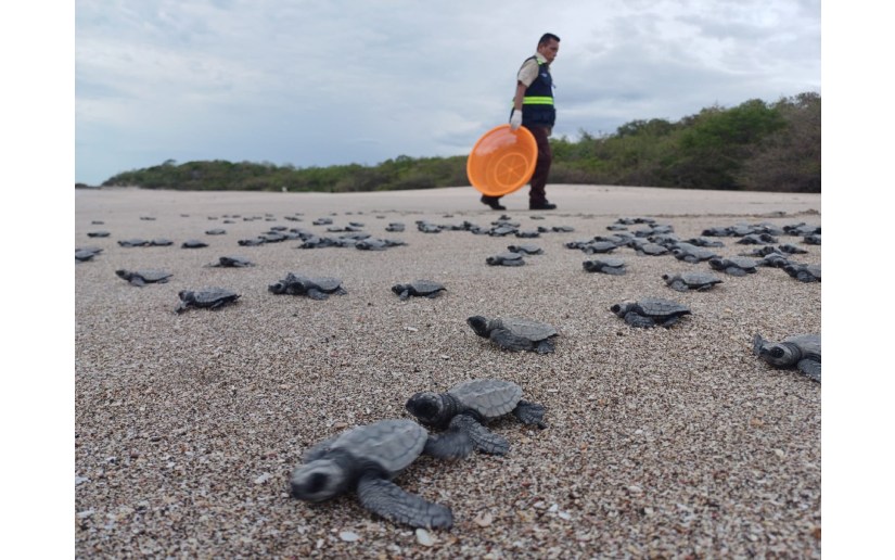 Autoridades reiteran su compromiso con la conservación de las tortugas marinas en Nicaragua