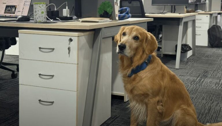 Contratan a un perro para dar felicidad a los empleados