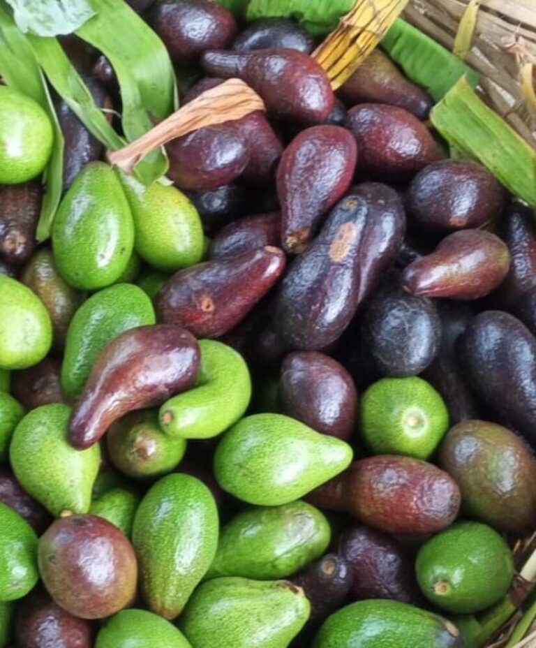 Cosecha de aguacate en Nicaragua alcanza las 3.2 millones de unidades durante enero a mayo del 2025
