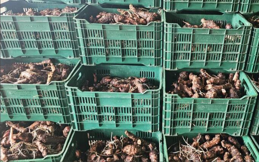 Crecimiento del sector agrícola Más de 692,000 quintales de raíces y tubérculos acopiados