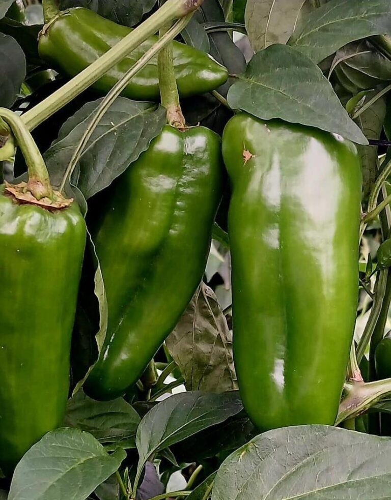 Familias nicaragüenses esperan cosecha de 21 mil 387 quintales de chiltoma en el mes de junio de 2025