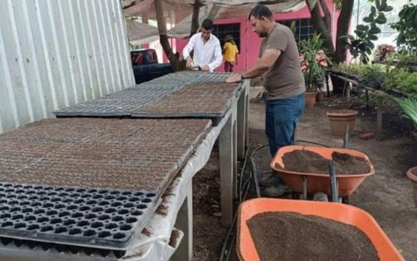 Gobierno Sandinista mejora viveros en Occidente y Caribe Sur