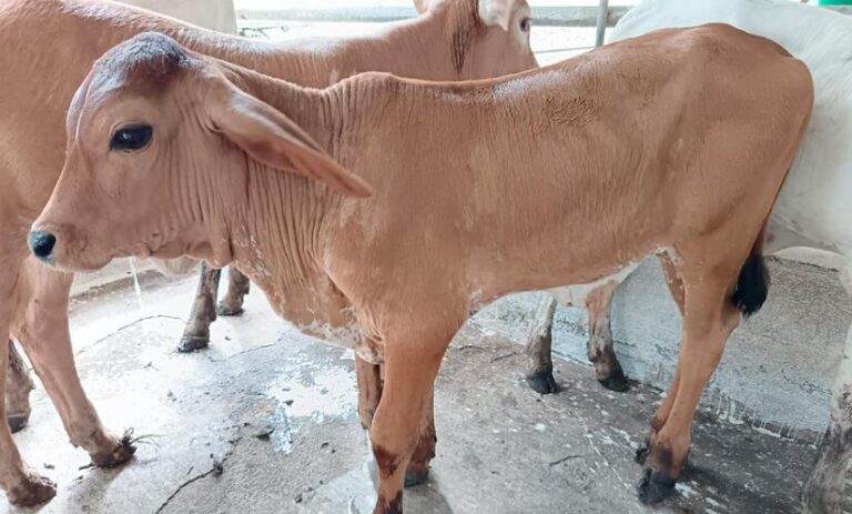 INTA celebra encuentro con productores sobre sobre salud y nutrición del ganado bovino