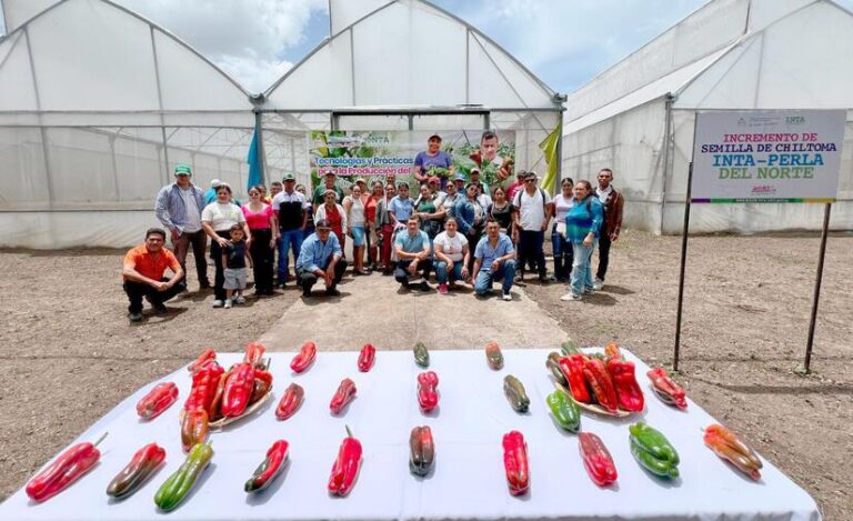 INTA presenta nueva variedad de Chiltoma con alto rendimiento y resistencia