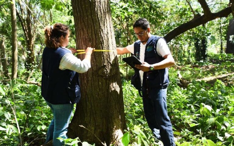 Inventario Nacional Forestal: Herramienta clave para el desarrollo y conservación en Nicaragua