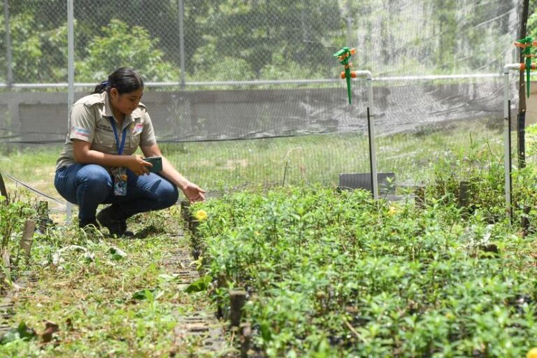 Marena comparte avances de la campaña nacional  “Verde, Que Te Quiero Verde”