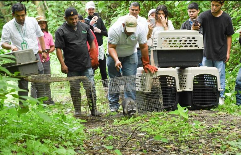 Marena reintegra a su medio natural a 19 ejemplares de fauna silvestre