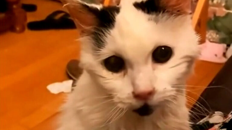 Muere a los 20 años gatita que fue abandonada por sus dueños