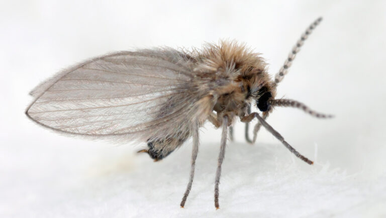 Niña paso varias semanas vomitando gusanos