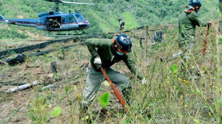 Operativo para combatir cultivo de coca en Perú