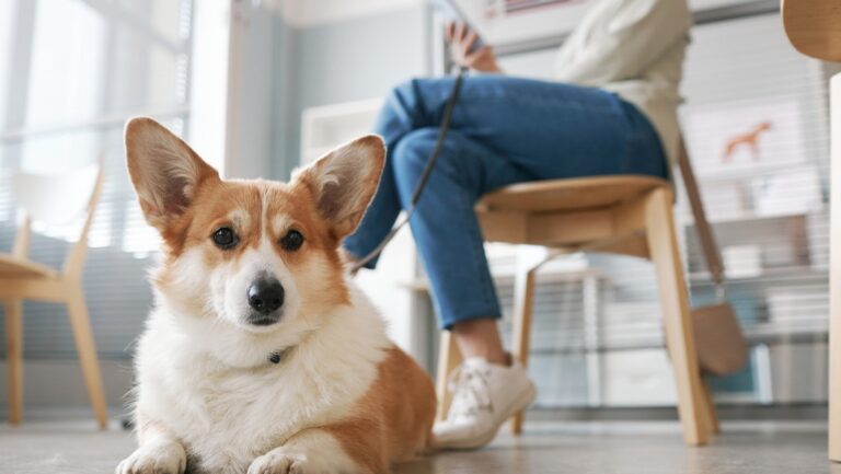 Perros podrían sentir el estrés de sus dueños