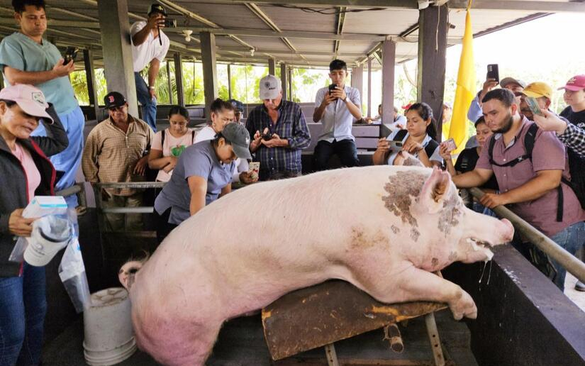 Porcinocultores de Camoapa conocen avances tecnológicos