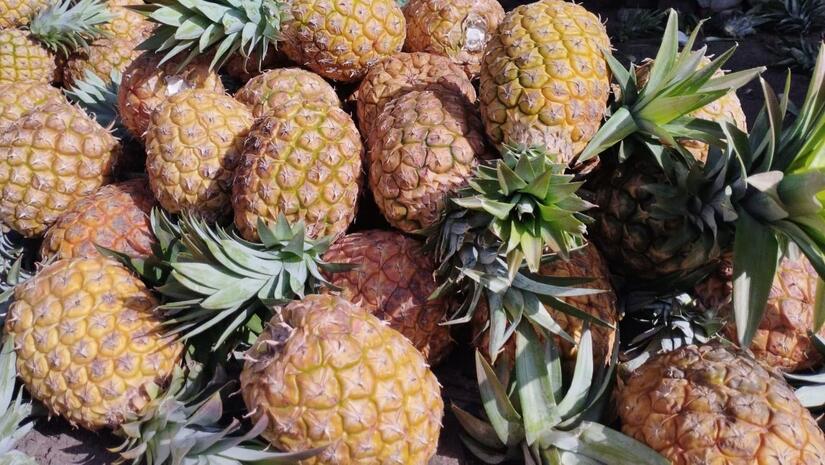 Producción de piña en Nicaragua alcanza las 6.1 millones de unidades en los primeros cinco meses del año