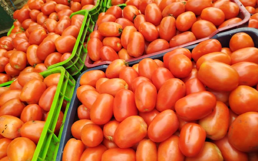 Producción de tomate en Nicaragua Más de 108 mil quintales proyectados para junio 2025