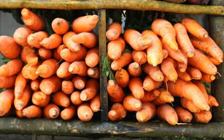 Productores esperan cosechar en este mes de junio 64 mil 632 quintales de zanahoria