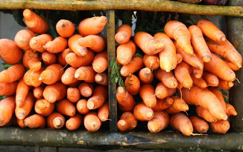Productores esperan cosechar en este mes de junio 64 mil 632 quintales de zanahoria