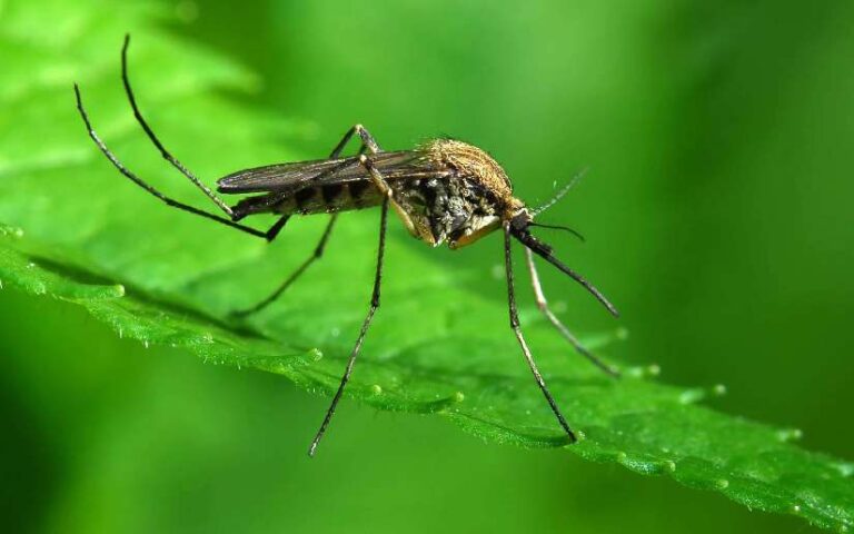 Reporte epidemiológico destaca disminución de casos de Malaria en Nicaragua